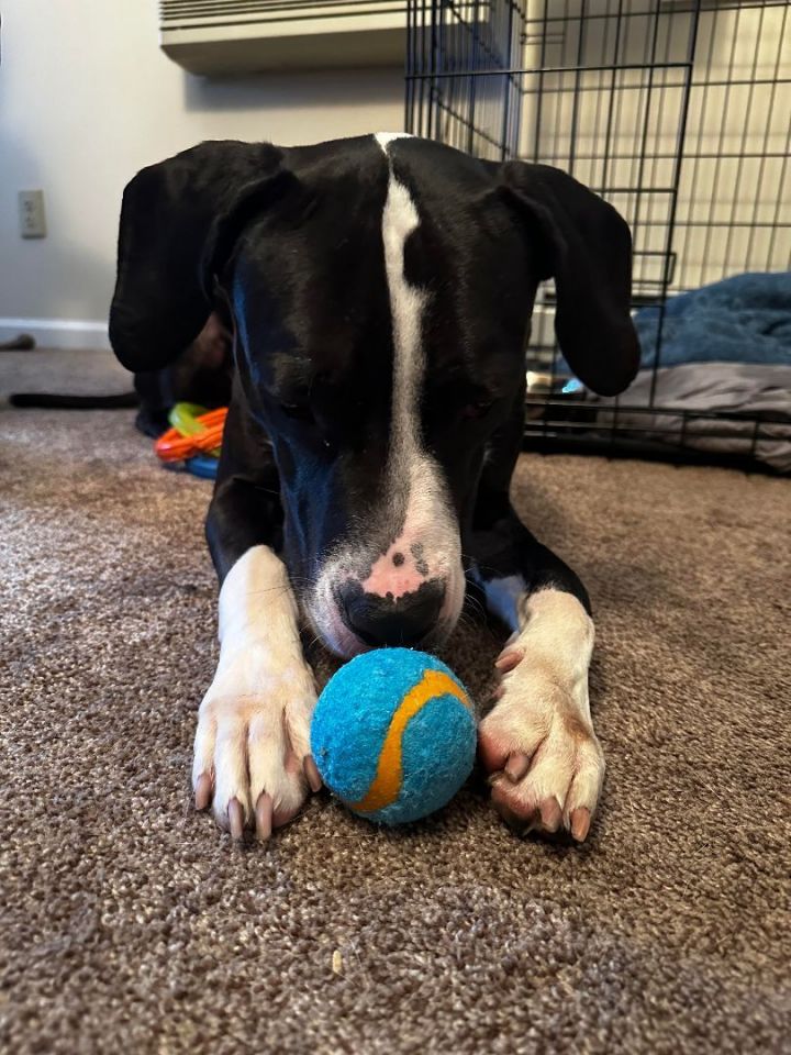 Available Danes MAGDRL New York Great Dane Rescue